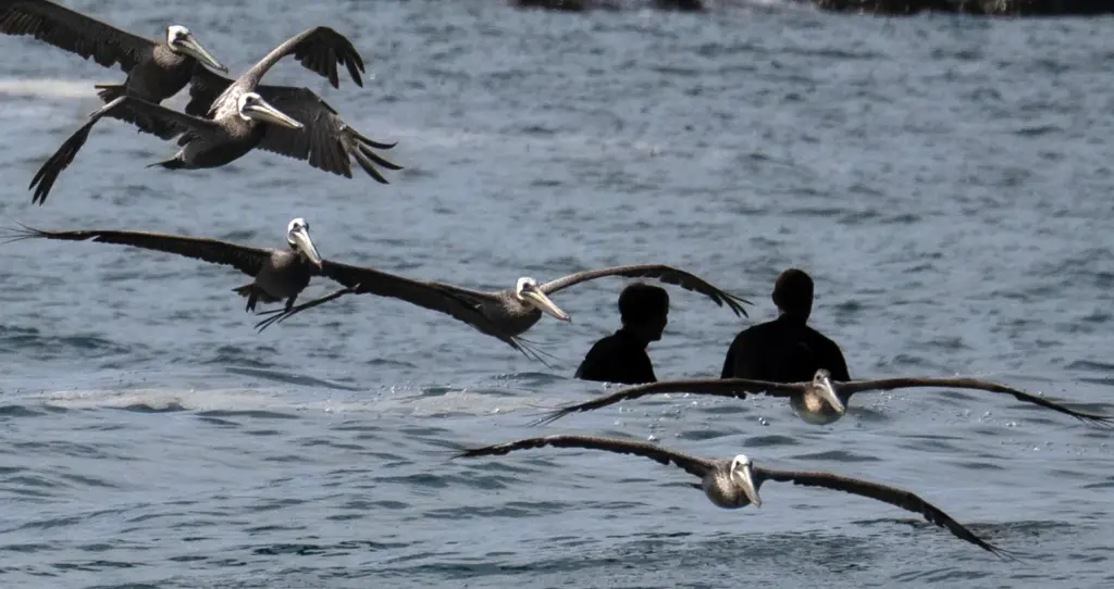Birds take flight over morning surfers at the Wedge in...