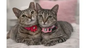 Snuggly Penny and Phoebe will warm your heart and your home