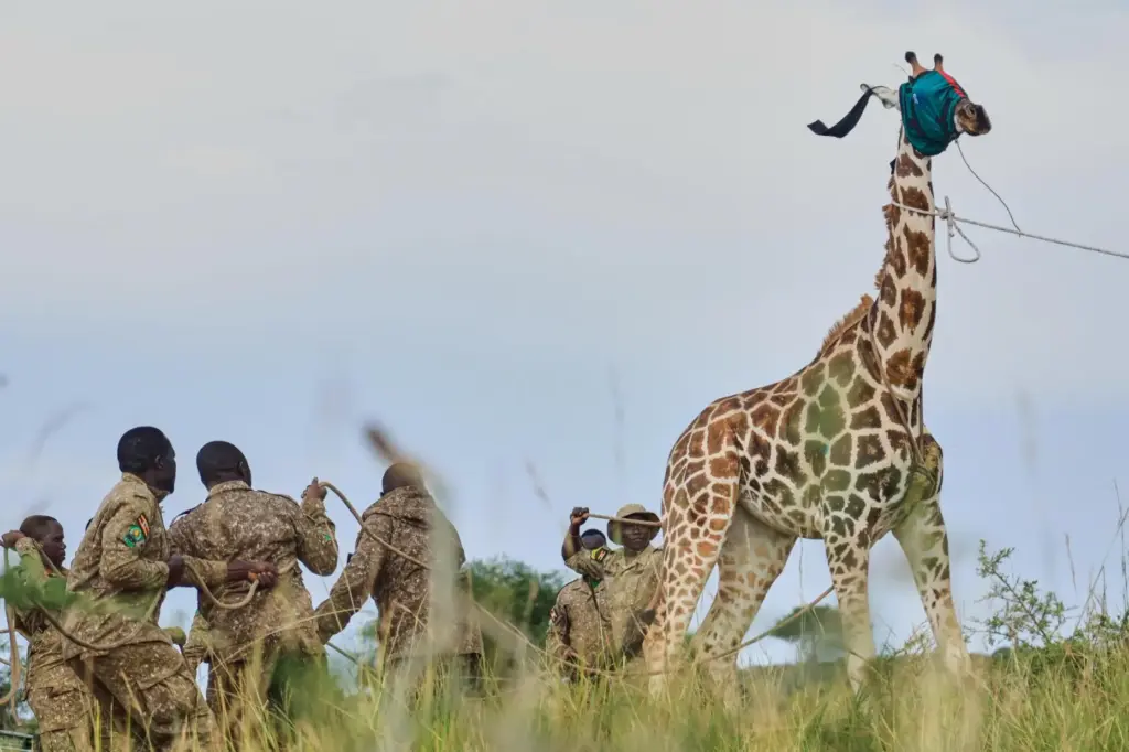 Uganda Wildlife Authority rangers and veterinarians restrain a sedated Nubian...