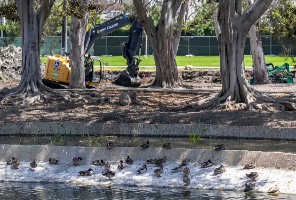 Ducks huddle together alone the shore of the upper lake...