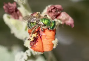 Creating a fairy garden in your Southern California yard with native plants