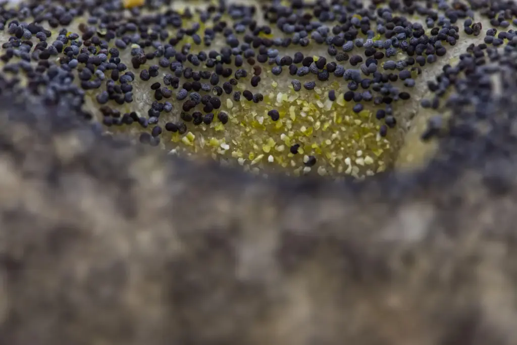 Salt flecks and poppy seeds can be seen near the...