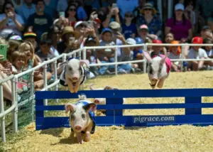 One big way to save money at the 2026 OC Fair is to buy your tickets now