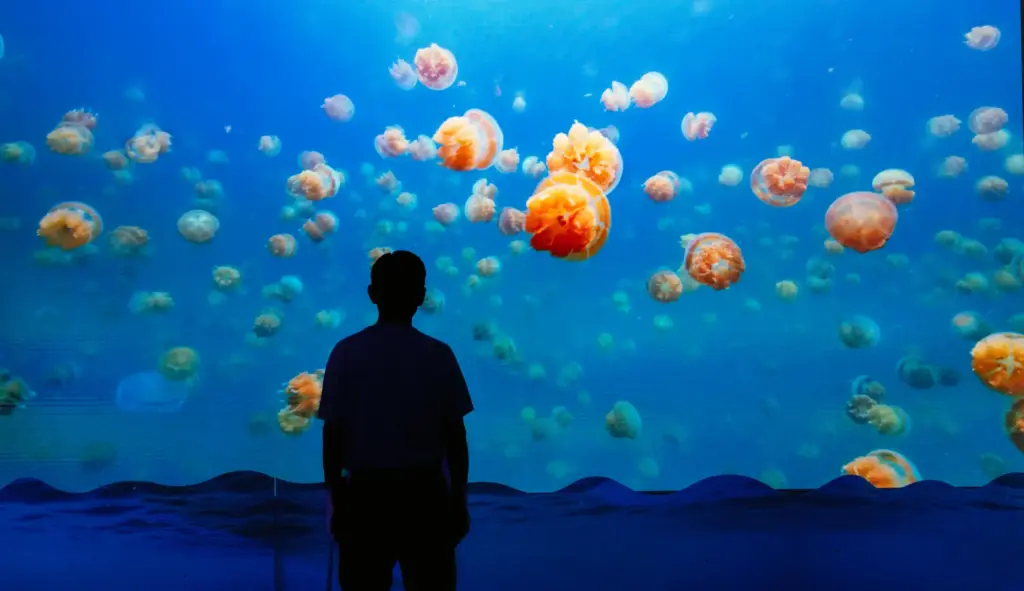 The Ocean Encounter exhibit celebrates Shark Week at Discovery Cube...