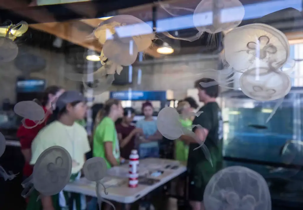 Jellyfish float in a tank while Ocean Institute summer campers...