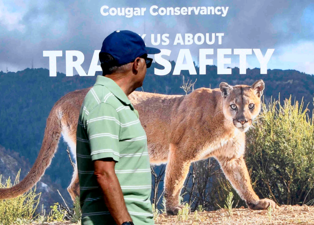 People walk by a P-22 poster from the National Wildlife...