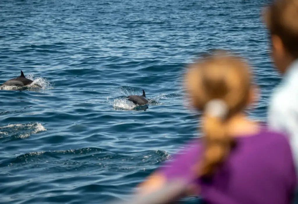Ocean Institute campers watch a pod of dolphins stampede alone...