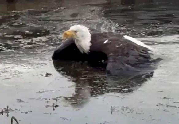 An injured eagle, believed to be Jackie, part of an...
