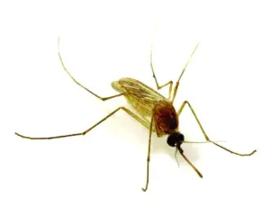 More mosquitoes found infected with West Nile in Orange County, now in 10 cities