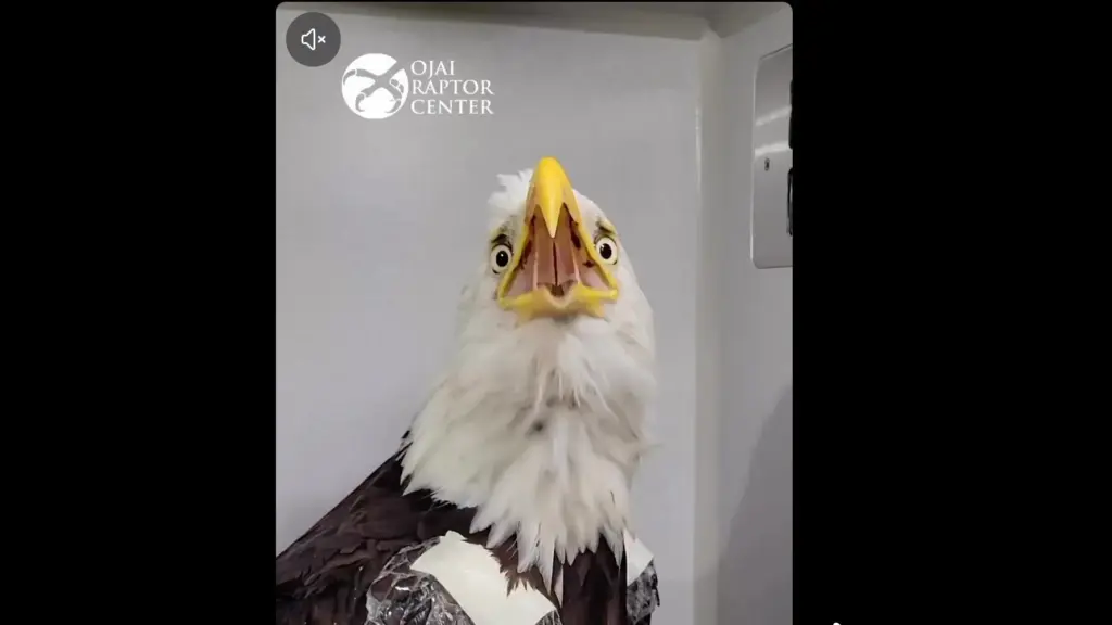 A screengrab shows Big Bear bald eagle Jackie under the...