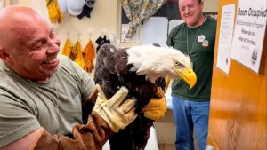 Big Bear bald eagle Jackie receives life-saving transfusion