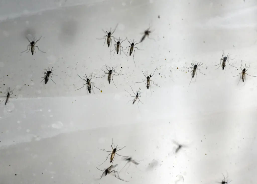Mosquitos at Orange County Mosquito and Vector Control District in...