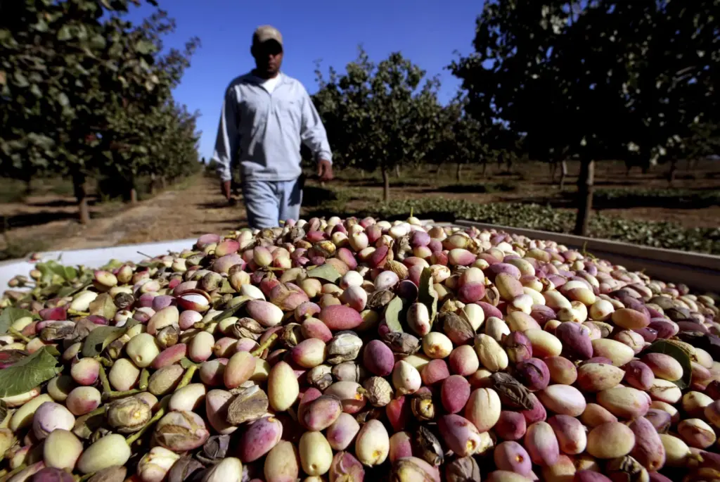 California is the pistachio capital of the United States, producing...