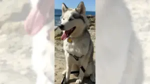 Shadow the husky is mannerly, calm and social