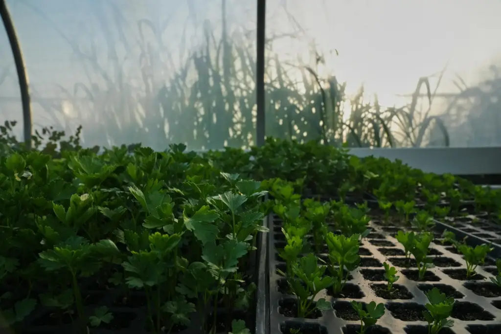 Celery grows inside a greenhouse.