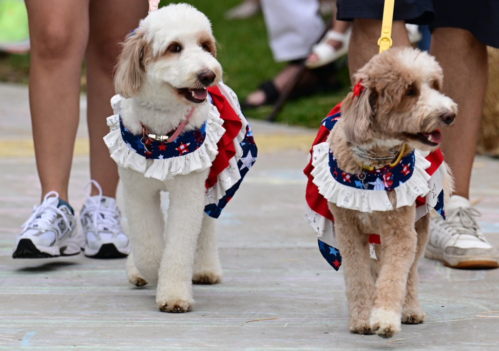 Golden Doodles participate in most patriotic dog contest as Fourth...