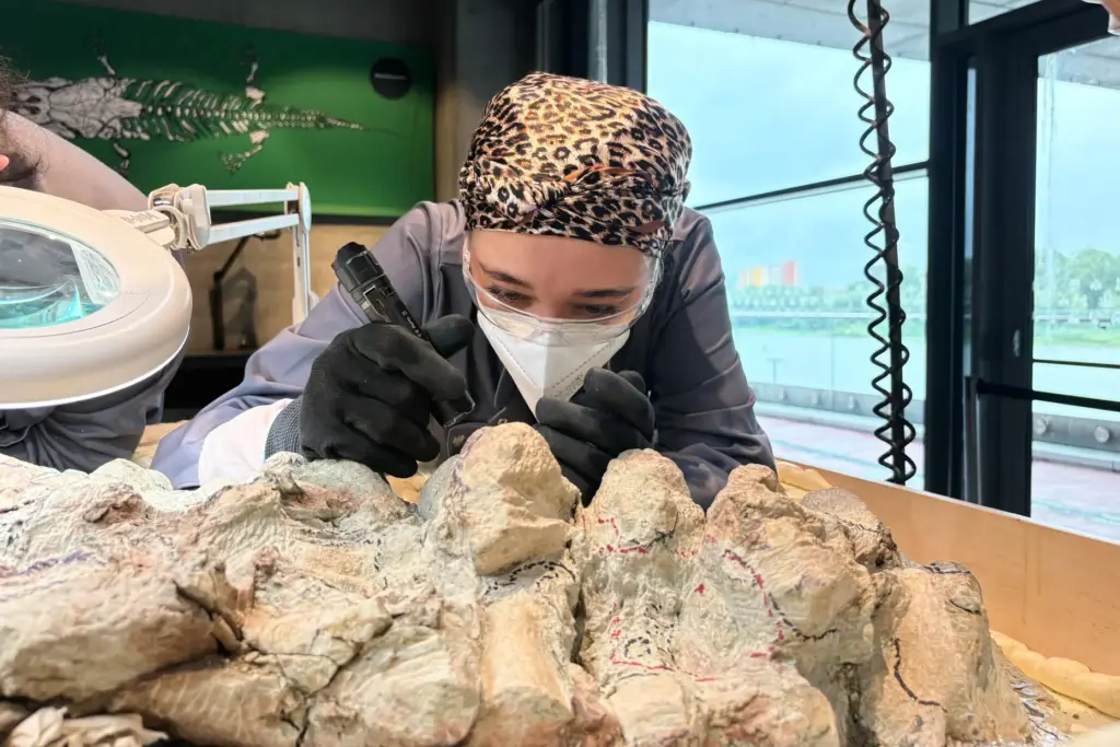 Volunteer coordinator Tatyana Kozyk cleans the skeleton of a mastodonsaurus,...