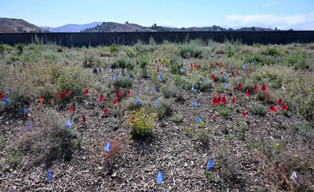 Markers identify plants on Wallis Annenberg Wildlife Crossing over the...