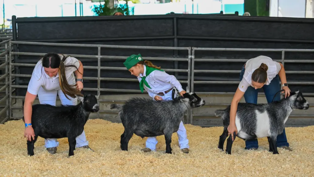 Paige Conway, 8, of San Diego, center, shows her pygmy...