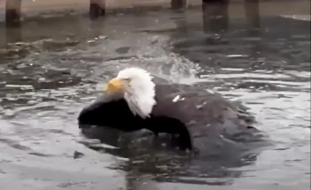 A screenshot shows bald eagle Jackie, part of Friends of...