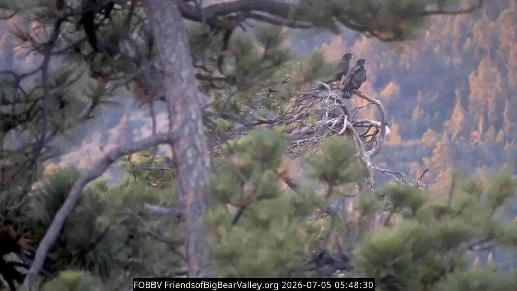 Big Bear Bald Eagles, Sandy and Luna, seen here near...