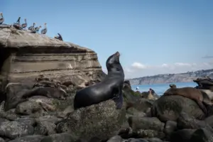 Federal agency investigating after online video appears to show man kick sea lion
