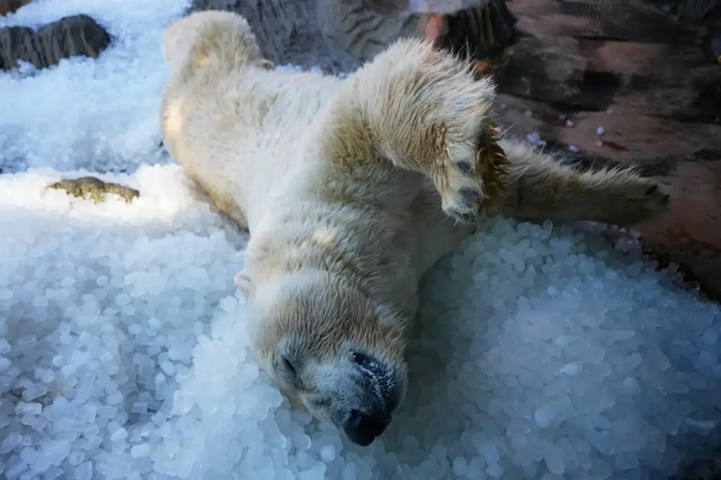 Polar bear cools down on a pile of ice that...