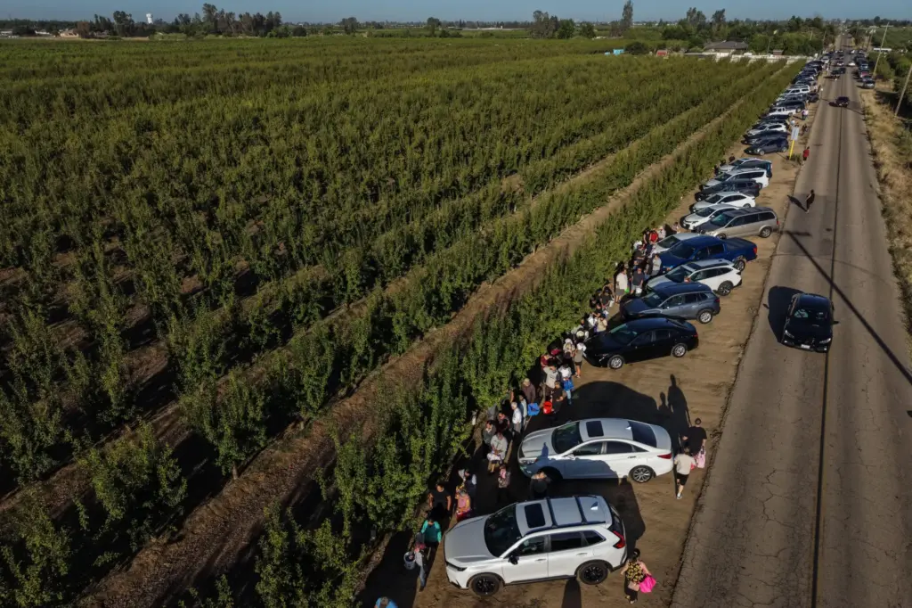 People wait in line to get free nectarines at Cesar...