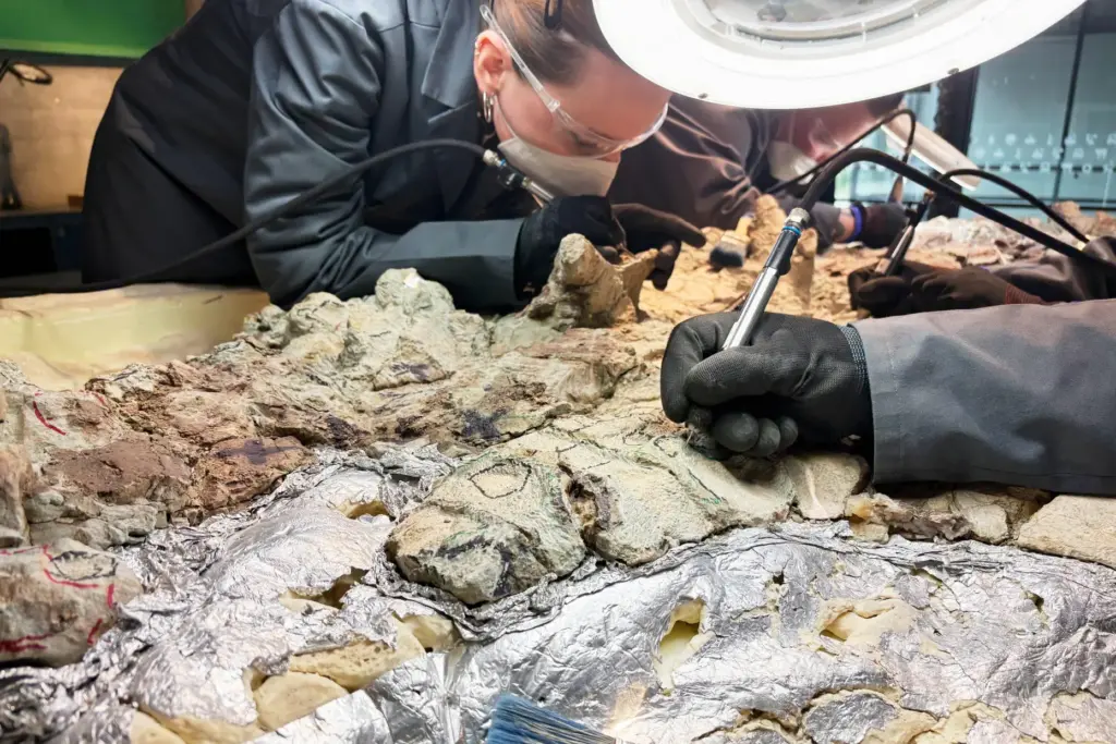 Under the watchful eye of scientists, volunteers clean the skeleton...