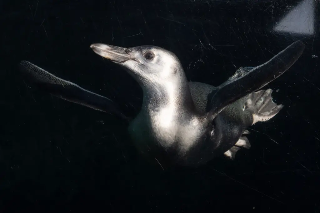 Aquarium of the Pacific introduces Ari, a three-month-old Magellanic penguin...