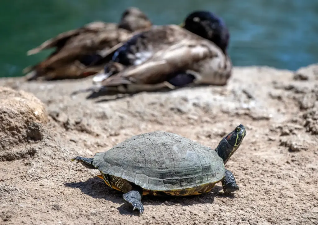 A red-eared slider turtle and a pair of ducks rest...