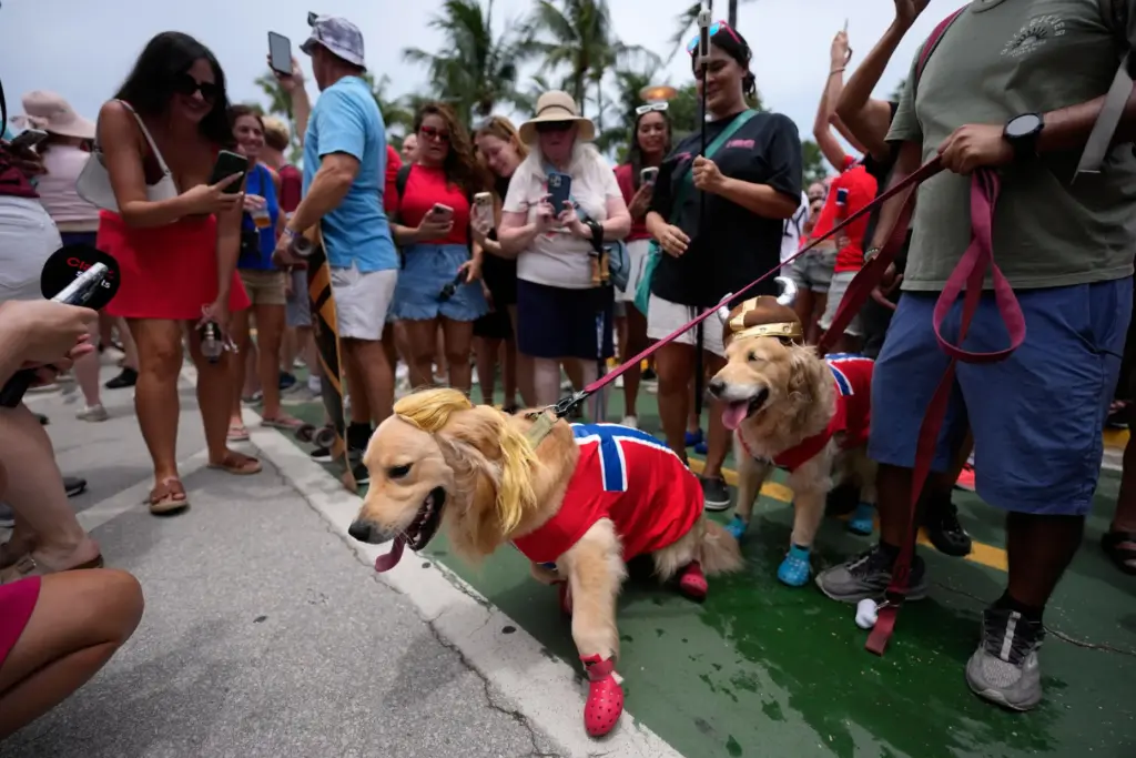 A pair of dogs wear Norway's flag, a Viking helmet and a blond ponytail hairpiece.