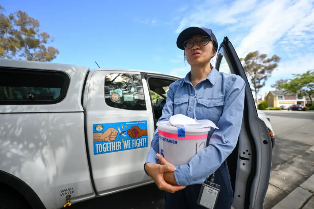 Lab assistant Adriene Ung prepares to release 3,000 sterilized male...