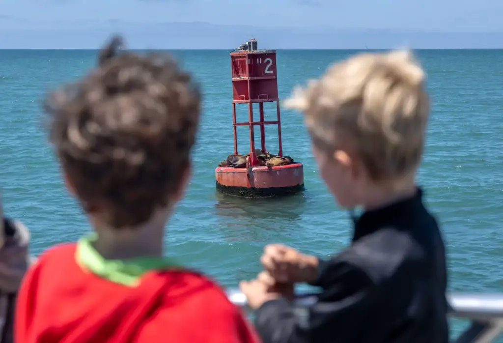 Ocean Institute campers check out a group of sea lions...