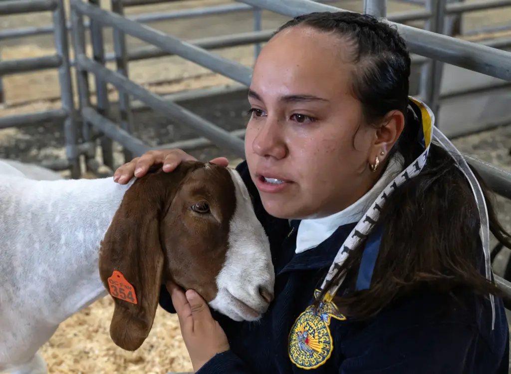 Allison Graciano, with Sonora High Schoolâs FFA program, spends time...