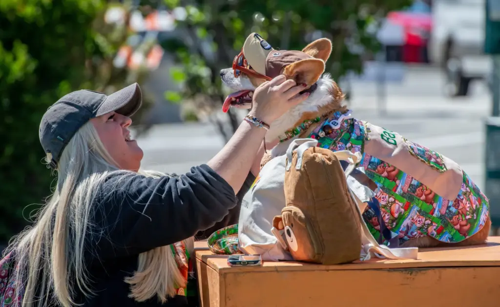 Ginger Sirlin of Phoenix sets her Corgi named Bacon up...