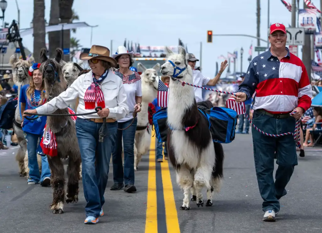 Members of the Llama Association of Southern California walk along...