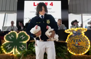 Youth in FFA, 4-H showcase their market-ready livestock at OC Fair