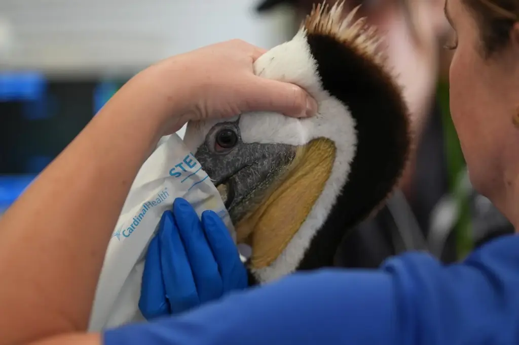 A veterinarian holds an ailing pelican before surgery at SeaWorld...