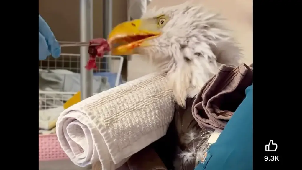 A screengrab shows Big Bear bald eagle Jackie eating at...