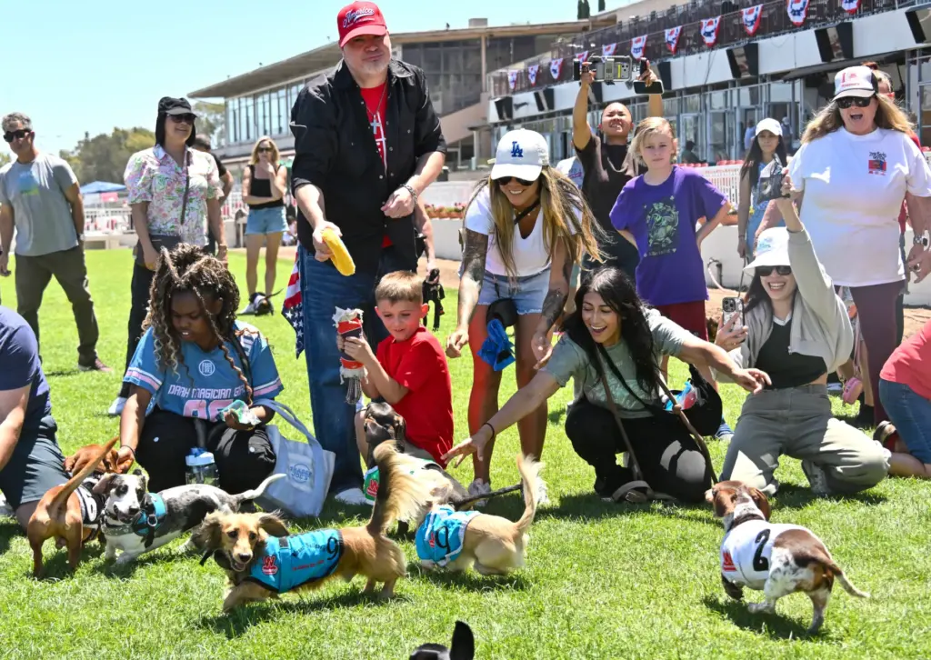 Dachshund owners encourage try to dogs to run during practice...