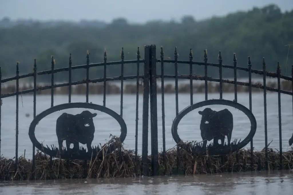 A property’s gate featuring cattle is partially submerged with flood...