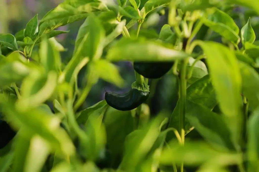 A poblano pepper grows inside a greenhouse.