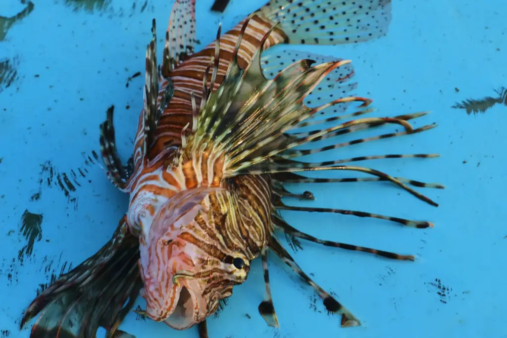 A lionfish lies on a fishing boat off the coast...