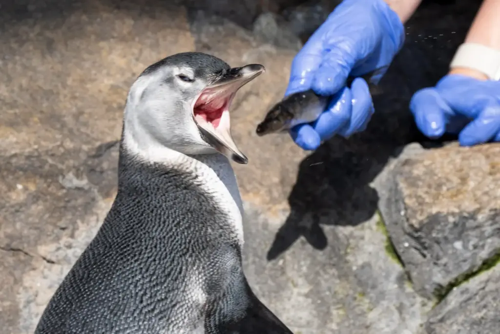 Senior Aviculturist Ashley Loper feeds Ari, a three-month-old Magellanic penguin...