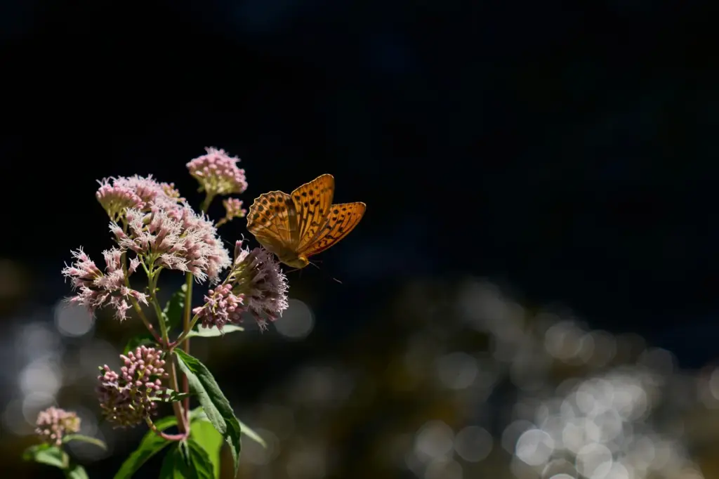 A butterfly stands on a wildflower in the Enipeas Gorge...