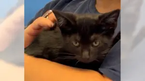 After weeks in a Gardena storm drain, this scrappy kitten — now named Stormy — needs a new home
