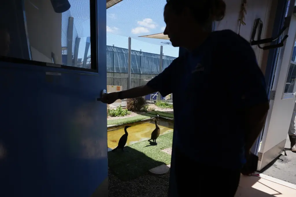 Jeni Smith, Rescue Supervisor at SeaWorld, passes an enclosure for...