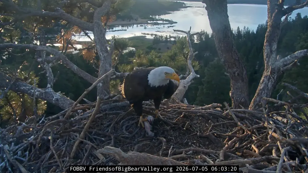 Big Bear Bald Eagle, Shadow, back in his nest with...