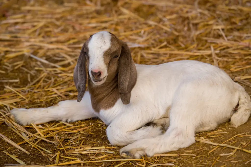 A baby Boer goat rests in a pen inside Centennial...